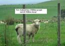 New Zealand - the land of sheep!